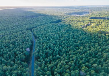 View of the forest from the drone - Hermanow village near Pabianice City
