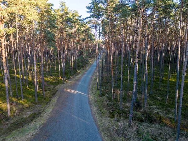 View of the forest from the drone - Hermanow village near Pabianice City