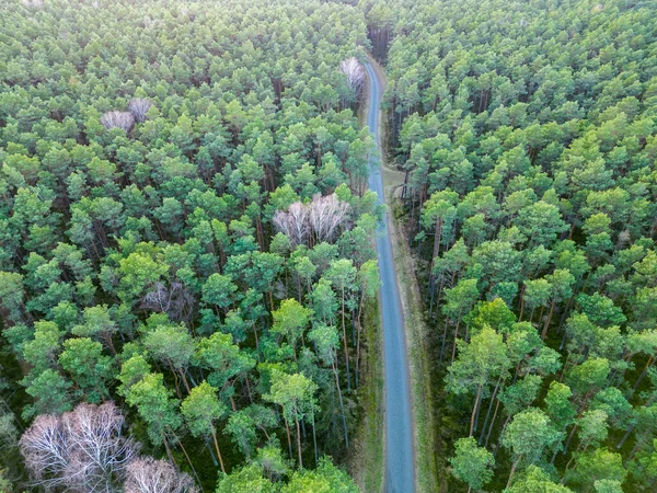 View of the forest from the drone - Hermanow village near Pabianice City