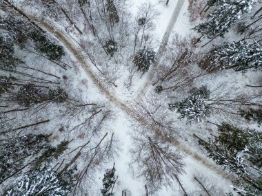 Winter forest with snow from a drone