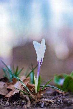 Çayırdaki Crocus çiçekleri - baharın başlangıcı