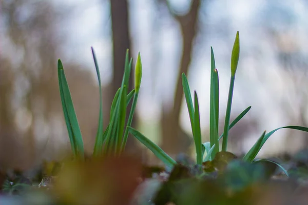 Żonkile Łące Początek Wiosny — Zdjęcie stockowe