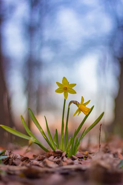 Daffodils Louce Začátek Jara — Stock fotografie