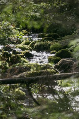 Chocholowska Vadisi 'ndeki Chocholowski Deresi - Batı Tatras