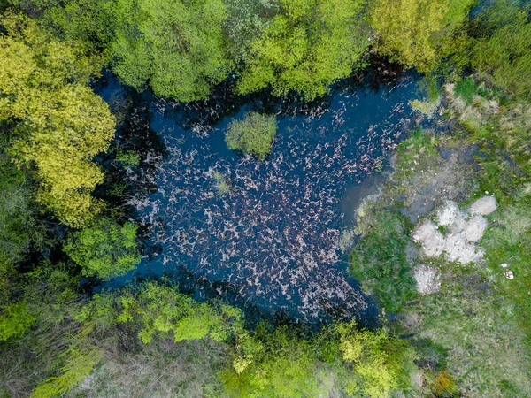 Widok Las Rzekę Drona — Zdjęcie stockowe