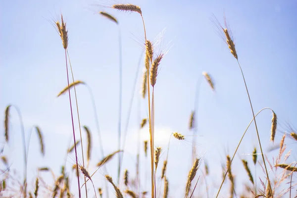 Weizenfeld Vor Der Ernte Hintergrund — Stockfoto