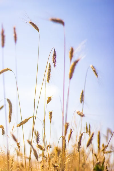 Hasattan Önce Buğday Tarlası Arka Plan — Stok fotoğraf