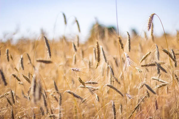 Hasattan Önce Buğday Tarlası Arka Plan — Stok fotoğraf