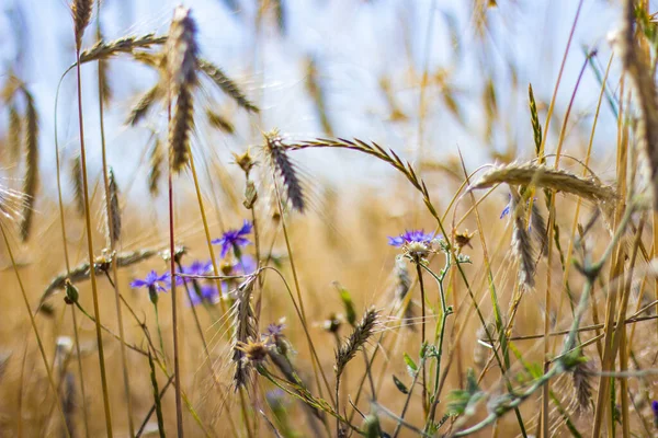 Kornblume Auf Einem Getreidefeld — Stockfoto
