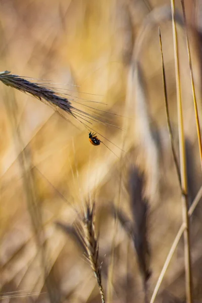 stock image Ladybug on a grain pod