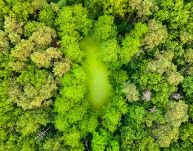 Çevresi yeşilliklerle çevrili bir parkta gölet - Pabianice