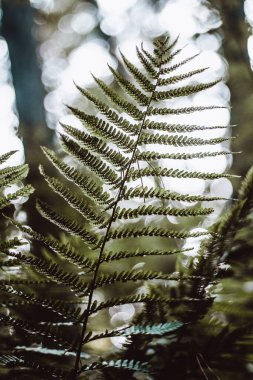 Eğreltiotu yaprağı ormandaki bokeh arka planıyla kaplıdır..