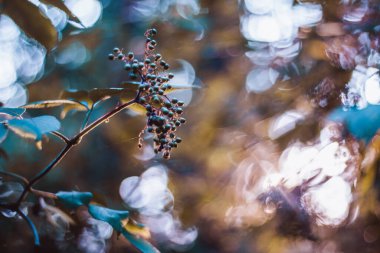 Bokeh 'li Mürver meyvesi - arka plan