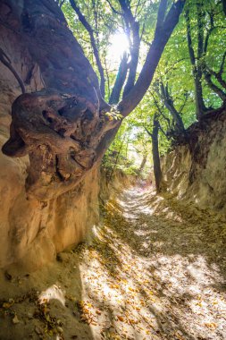 Korzeniowy Dol Gorge - Kazimierz Dolny