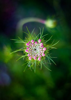 Çiçek açan dereotunun yakınında (Daucus carota)