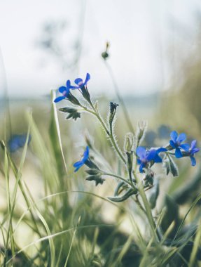 Mavi çiçekli bahar çayırı, sığ alan derinliği. Bahar arkaplanı.