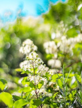 Toskana 'da yabani çiçekler - Çayırlık - İtalya