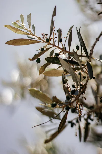 Olive tree  in Tuscany - Italy