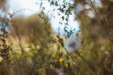 Toskana 'da yabani çiçekler - Çayırlık - İtalya