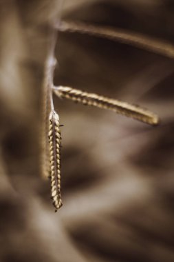 Toskana 'da yabani çiçekler - Çayırlık - İtalya