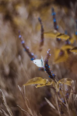 Tuscany-Meadow-İtalya 'da kelebekli yabani çiçekler