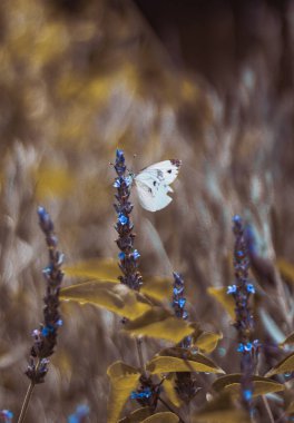 Tuscany-Meadow-İtalya 'da kelebekli yabani çiçekler