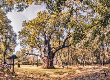Bartek Oak - Natural Monument