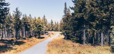 Bystrzyckie Dağları 'ndaki kır çiçekleri - Jagodna Dağı' na giden patika - sudetes