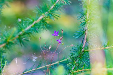 Bystrzyckie Dağları 'ndaki kır çiçekleri - Jagodna Dağı' na giden patika - sudetes