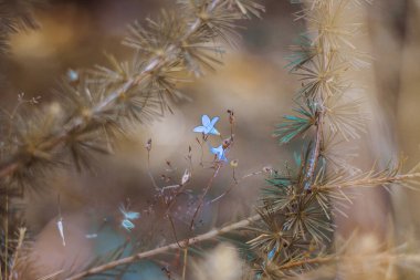 Bystrzyckie Dağları 'ndaki kır çiçekleri - Jagodna Dağı' na giden patika - sudetes