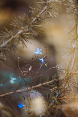 Bystrzyckie Dağları 'ndaki kır çiçekleri - Jagodna Dağı' na giden patika - sudetes