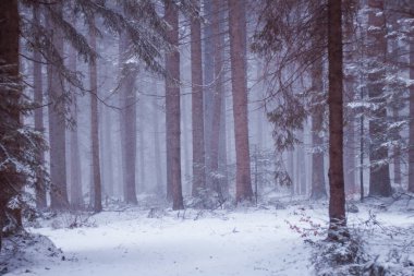 Kış ormanı karla kaplı.