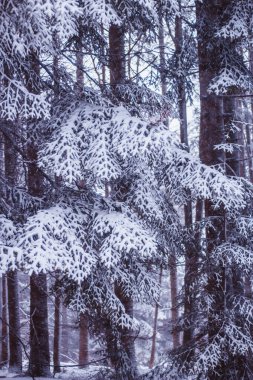 Kış ormanı karla kaplı.