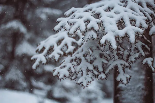 Kış ormanı karla kaplı.