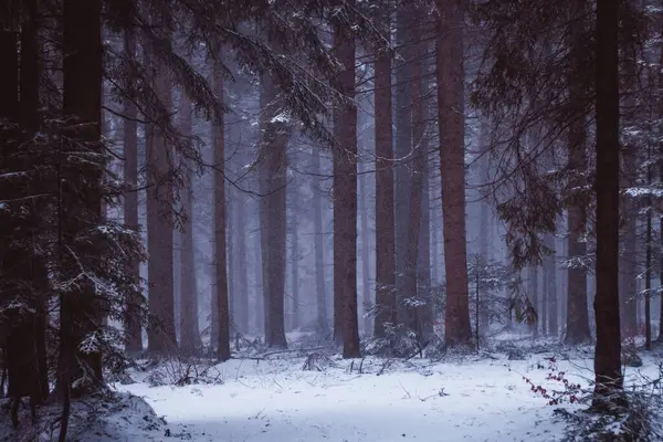 Kış ormanı karla kaplı.