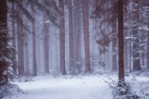 Kış ormanı karla kaplı.