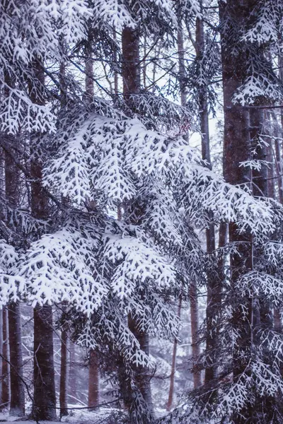 Kış ormanı karla kaplı.