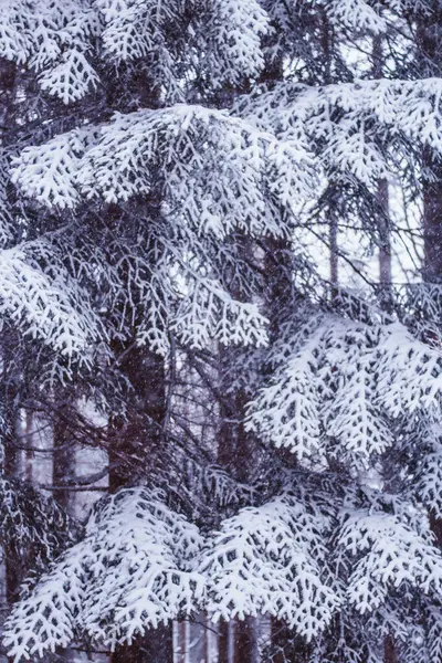 Kış ormanı karla kaplı.