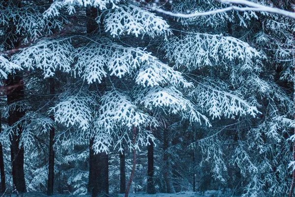 Kış ormanı karla kaplı.