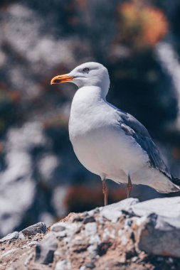 Elba Adası 'nda Martı - Toskana - İtalya