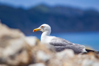 Elba Adası 'nda Martı - Toskana - İtalya