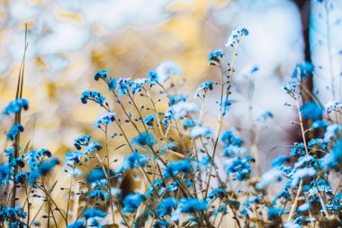 Bokeh 'li mavi unutma beni çiçekleri