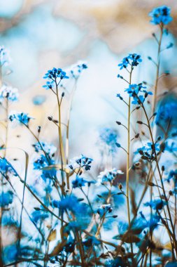 Bokeh 'li mavi unutma beni çiçekleri