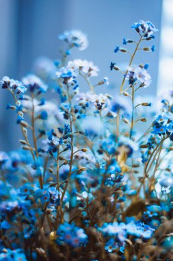 Bokeh 'li mavi unutma beni çiçekleri