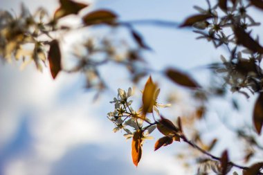 Vahşi elma ağaçlarının çiçekleri