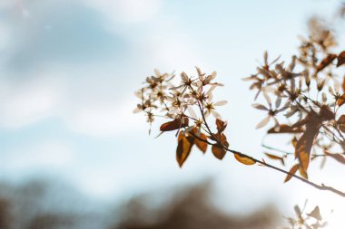 Vahşi elma ağaçlarının çiçekleri