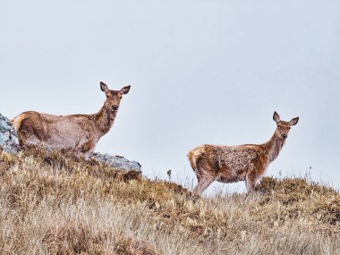 Ağaç Kardeşleri Dağları 'nda Roe-geyiği - Glen Coe Vadisi - İskoçya