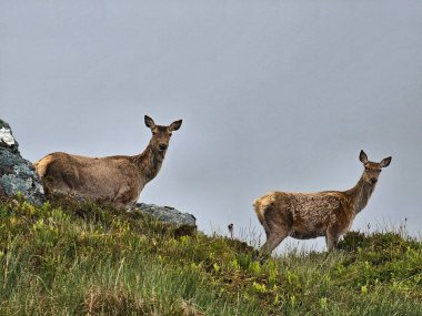 Ağaç Kardeşleri Dağları 'nda Roe-geyiği - Glen Coe Vadisi - İskoçya