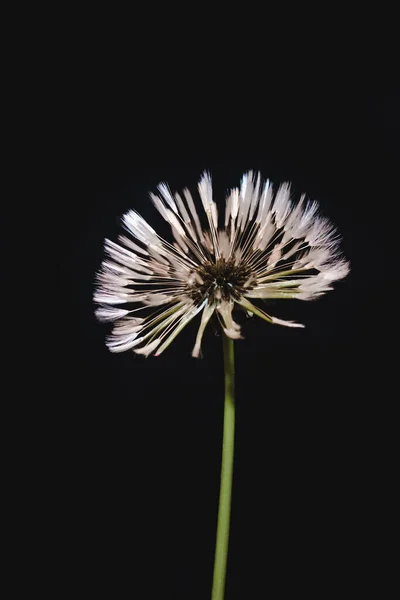 Pampeliška Květina Černém Pozadí Koule Mokré Pampelišky Svislá Bílá Taraxaková — Stock fotografie