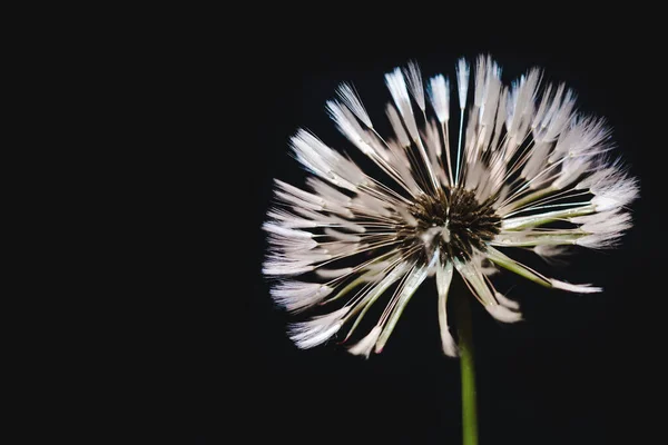 Siyah Arka Planda Karahindiba Çiçeği Islak Karahindiba Topu Üfle Beyaz — Stok fotoğraf